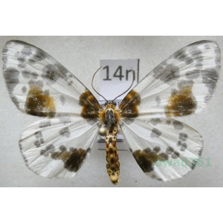 Abraxas sylvata (Scopoli, 1763) Plamiec leśniak Poland14n